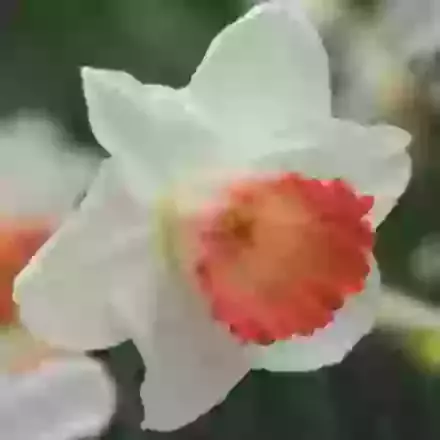 Pink Charm